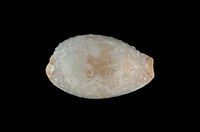 藏品(雞皮寶螺)的圖片